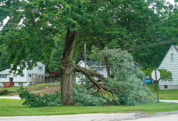 How Our Tree Care Process Works  in  Bonham, TX